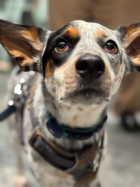 Handbuilt Wheels at West LA Bicycle