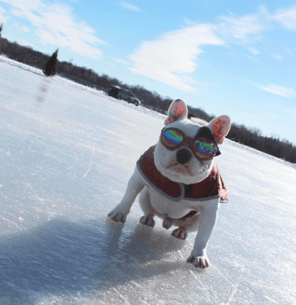 dogs with goggles K9 Sport Shades - Dog Goggles